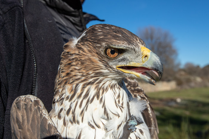 Águila de Bonelli adulta capturada para colocarle un emisor GPS.