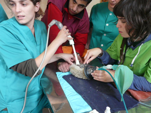 Veterinarios de GREFA realizan una ecografía a una hembra preñada de erizo.