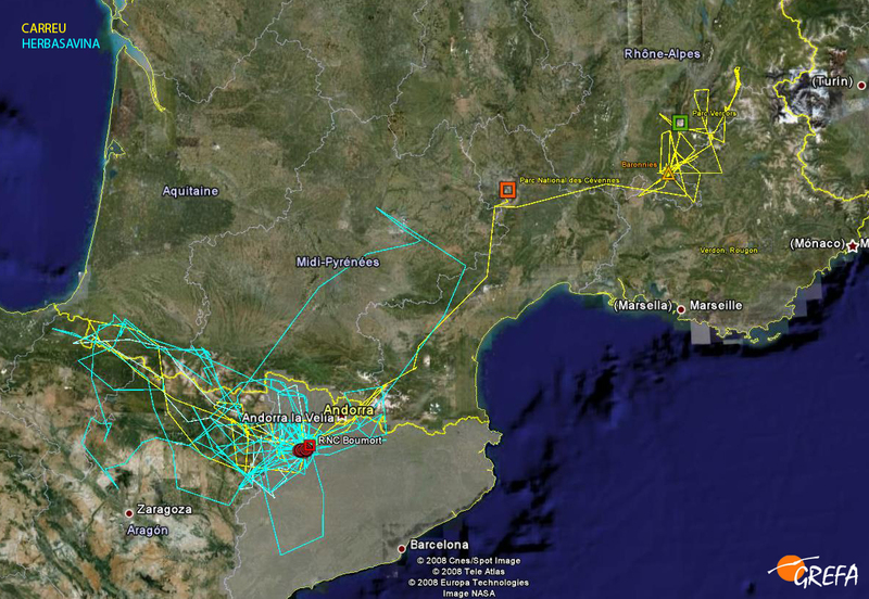 Movimientos GPS de Carreu y Herbasavina, dos de los buitres negros del proyecto