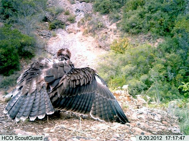Beragu, águila perdicera, 20-6-12