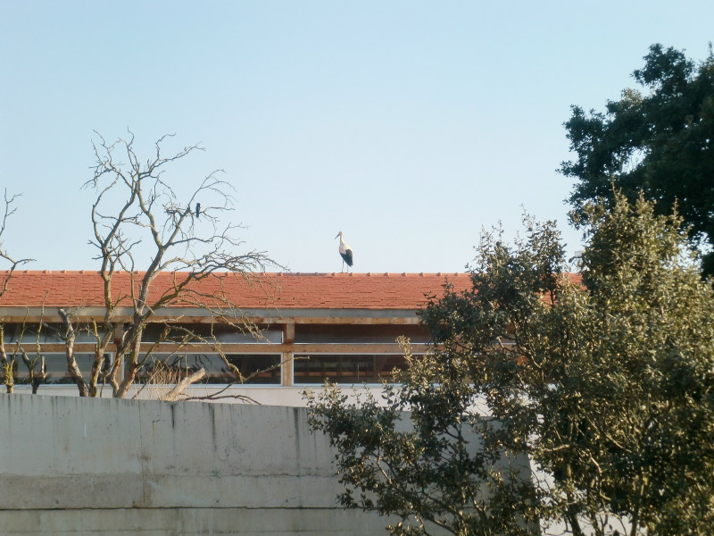 La cigüena viajera en el tejado de GREFA.