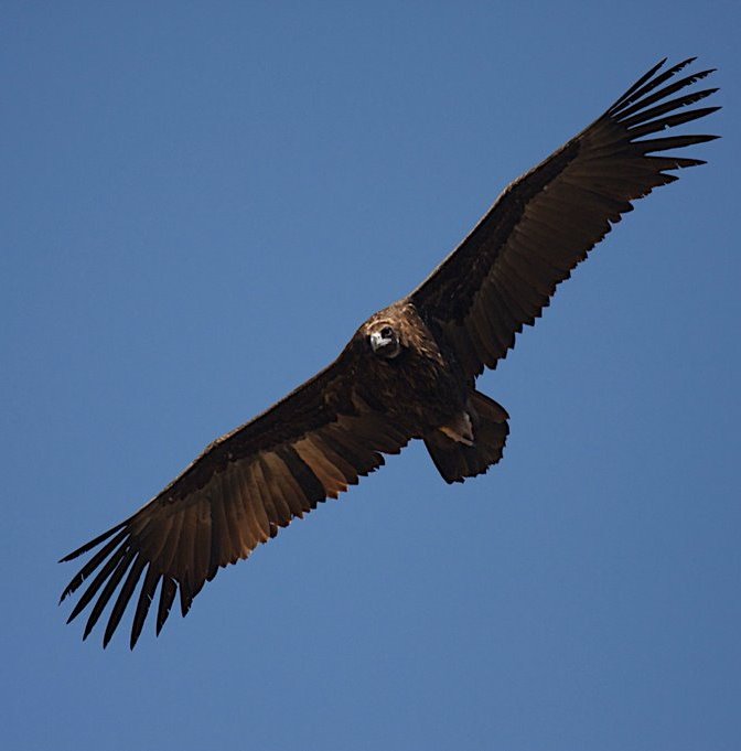 Voltor negre amb plomes descolorades, que permeten d’identificar-lo individualment.Autoria: Equip de Boumort-Alinyà 