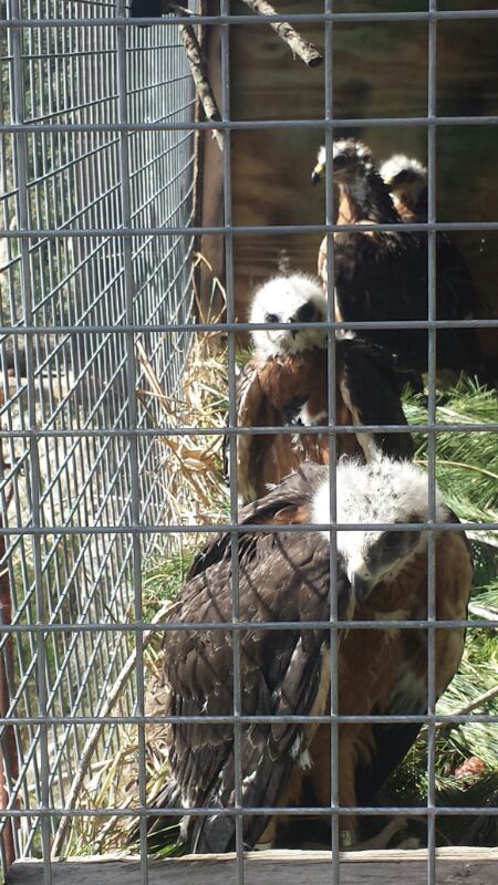 Personal del COFIB sujeta uno de los pollos para su introducción en el nido artificial de la Sierra de Tramuntana. Foto: Ernesto Álvarez / GREFA.