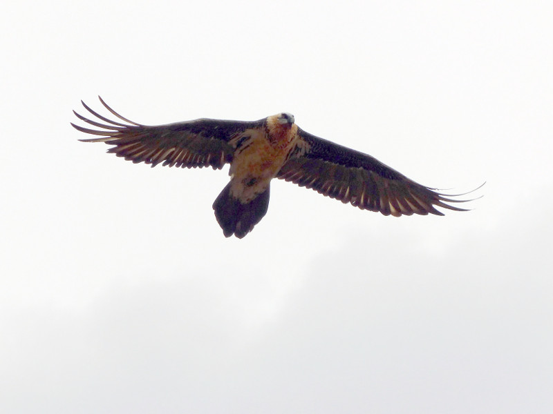 El macho 'Tono' en vuelo en septiembre de 2014.