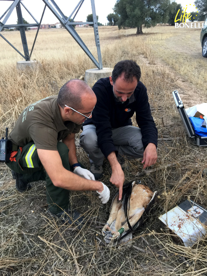 Fernando González, veterinario jefe de GREFA, indica a un agente forestal de la Comunidad de Madrid la entrada de la descarga eléctrica en el cadáver de 'Argonne' en el sitio en el que fue hallada.