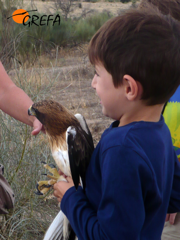 Un niño se dispone a liberar el águila calzada que ha apadrinado en GREFA.