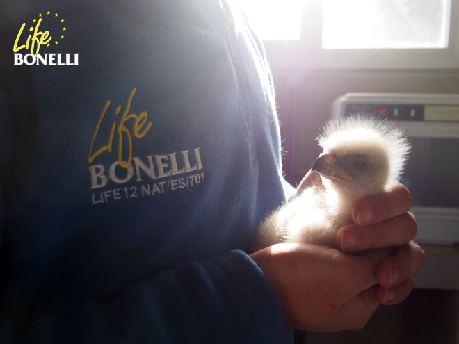 Uno de los pollos de águila de Bonelli nacidos en 2015 en el centro de cría de la especie de GREFA.