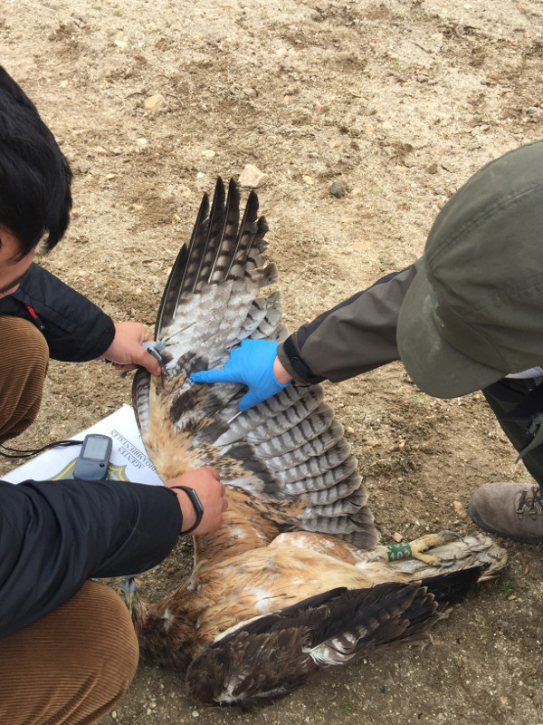 Un biólogo de GREFA y un Agente Medioambiental de Castilla-La Mancha examinan el cadáver de un águila de Bonelli o perdicera. Foto: LIFE Bonelli.
