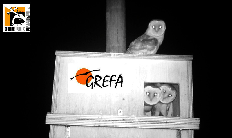 Lechuzas en una caja nido colocada por GREFA en su proyecto de control biológico del topillo.