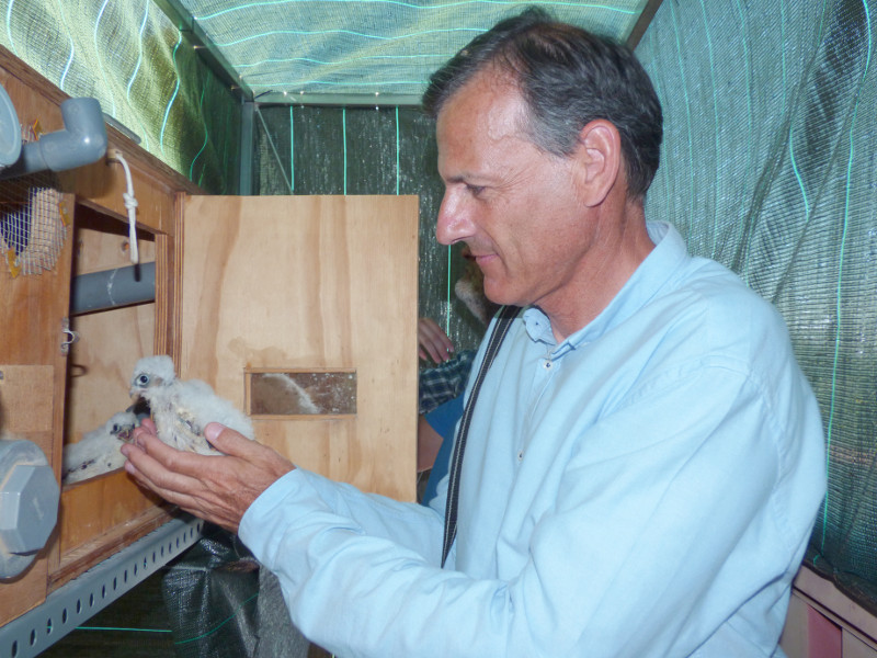 Diego Jordano, profesor de la Universidad de Córdoba y colaborador de GREFA, introduce un pollo de cernícalo primilla en el hacking del Campus de Rabanales (Córdoba)