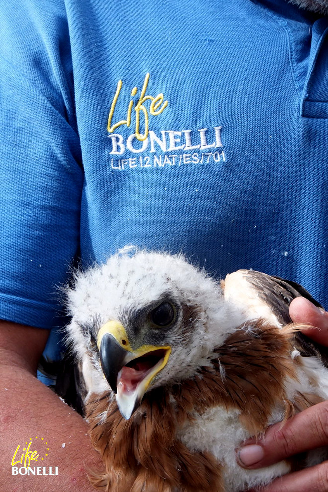 Una de las cuatro águilas de Bonelli nacidas y marcadas en 2016 en Mallorca, en concreto una de las dos del nido en árbol. Foto: Luis Parpal.