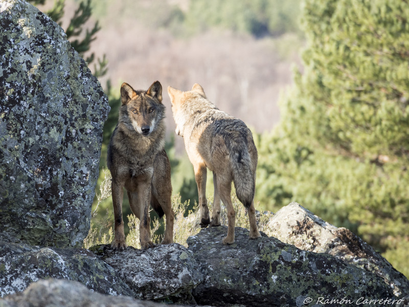 Pareja de lobos ibéricos en semicautividad. Foto: Ramón Carretero