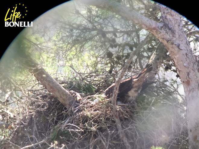 La hembra 'Cullera' en su nido en árbol después de poner su primer huevo