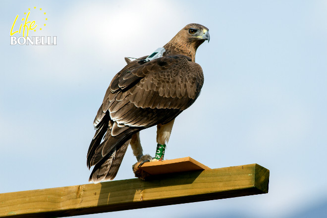 El águila de Bonelli "Turón", sobre una plataforma de alimentación en el suroeste de Madrid.