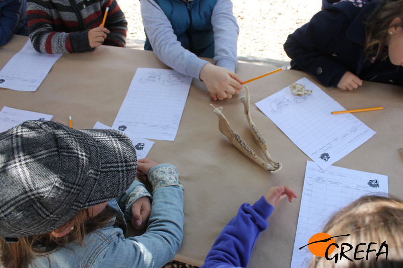 Varios niños aprenden a identificar cráneos de animales en uno de nuestros talleres.