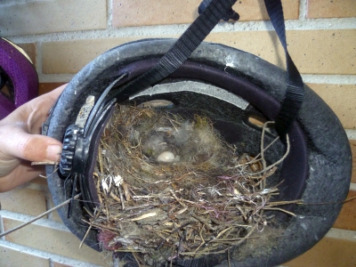 Casco de bicicleta con el nido de colirrojo tizón.