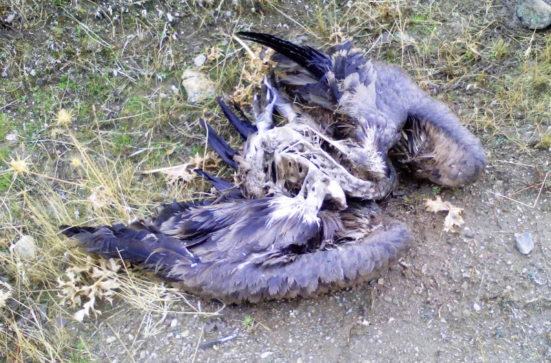 Cadáver de buitre leonado encontrado muerto en las proximidades del CTR Ávila-Norte. Foto: Colectivo Azálvaro.