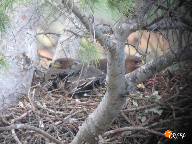 "Perdizuela" con la antena del emisor visible, junto a su hermano, una vez devuelta al nido tras su marcaje.