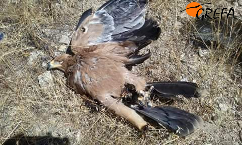 Cadáver de la joven águila imperial que se electrocutó en la Sierra Oeste de Madrid. Foto:112