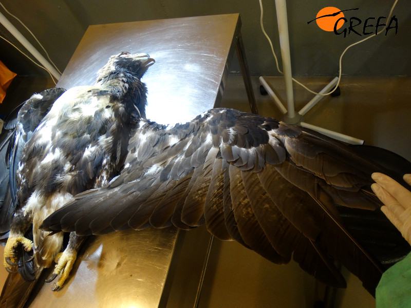 El águila imperial adulta electrocutada, en la sala de necropsias de GREFA.