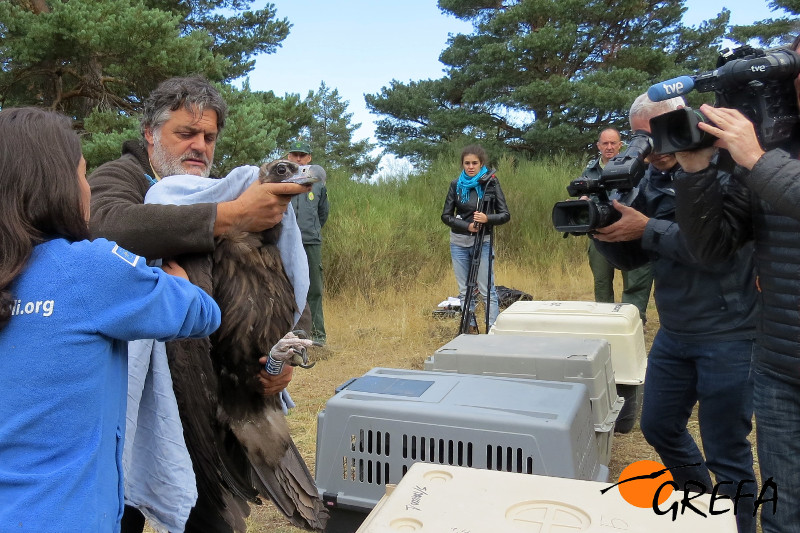 Un equipo de RTVE graba el traslado de un buitre negro al recinto de aclimatación de la especie construido por GREFA en la Sierra de la Demanda.