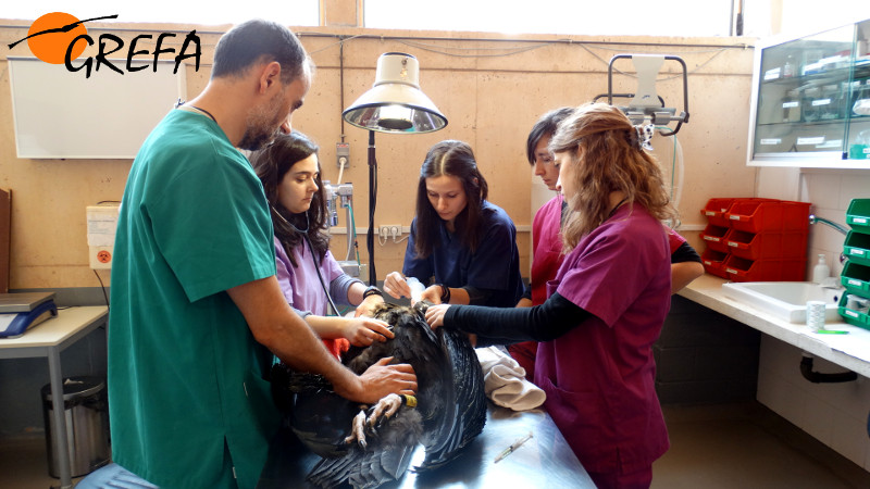 Grupo de alumnos asistiendo en la anestesia de un buitre negro.