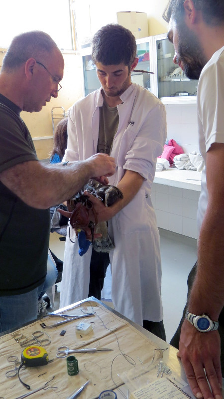 Álvaro sostiene un águila perdicera o de Bonelli durante su marcaje con emisor, antes de ser liberada en el marco del proyecto LIFE Bonelli.