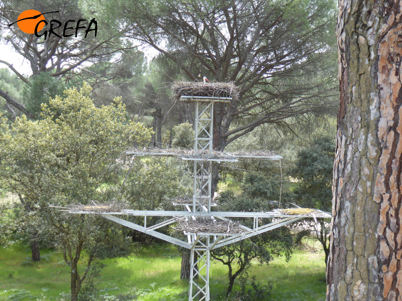Panorámica de la torreta que hemos habilitado para la cigüeña en colaboración con REE, con el nido ocupado en la parte superior.