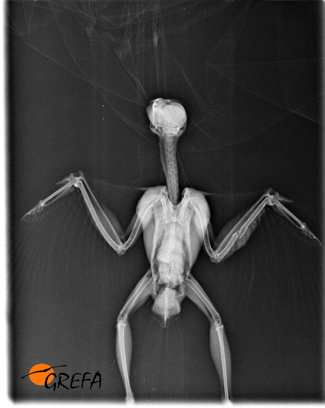 Radiografía del gavilán, en el que se observa la fractura del cúbito del ala izquierda.