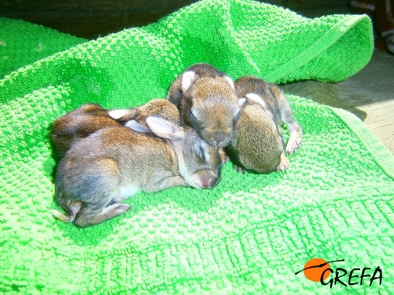 Cuatro crías de conejo en reposo, tras su reciente ingreso en GREFA.