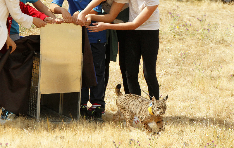 Un grupo de escolares libera al macho de lince ibérico "Navío" en la zona de Guadalmellato (Córdoba).