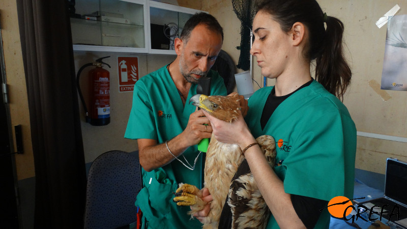 Revisión veterinaria del águila imperial "Noor", una de las tres que han ingresado en 2017 en el hospital de fauna de GREFA.