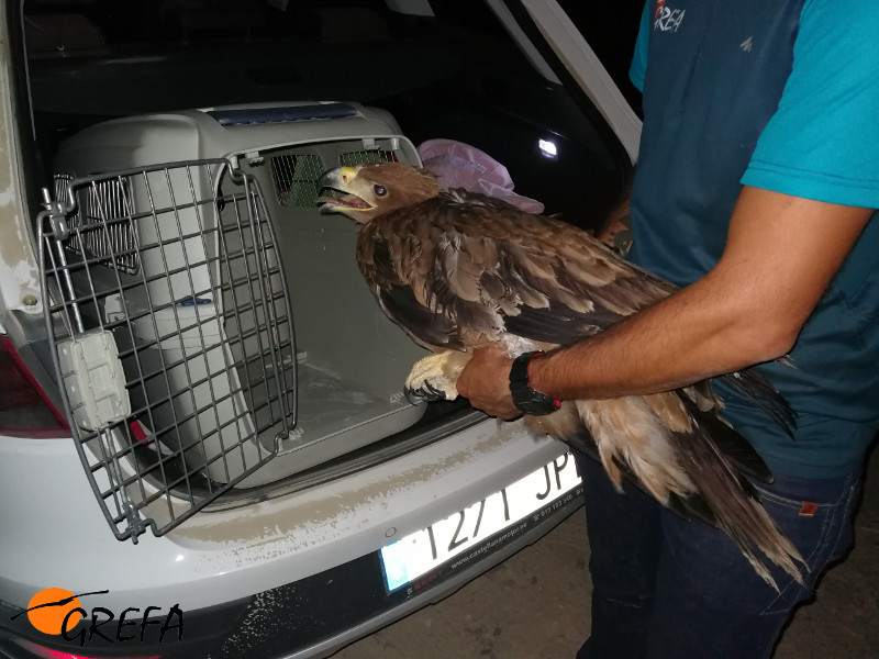Personal del Equipo de Rescate de GREFA en el momento del ingreso a principios de agosto del águila imperial herida que fue hallada en Fuente el Saz (Madrid).