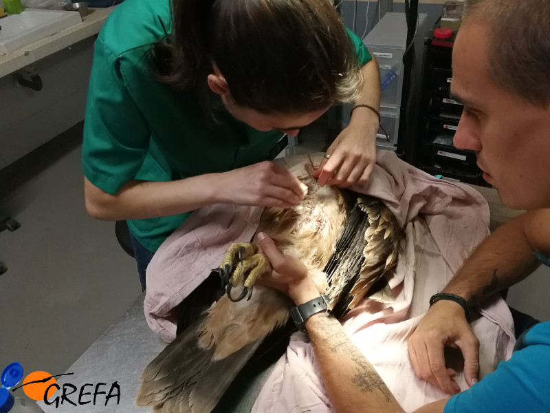 Revisión veterinaria del águila imperial herida que fue hallada en Fuente el Saz (Madrid).