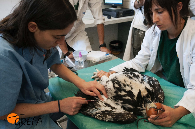 Una veterinaria extrae sangre a un pollo de águila en el hospital de fauna de GREFA.