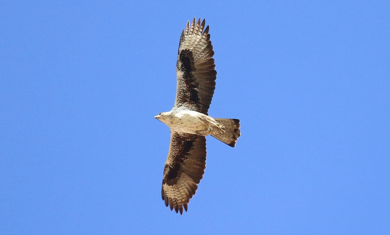 Preciosa vista inferior del águila de Bonelli "Cervantes" en vuelo.