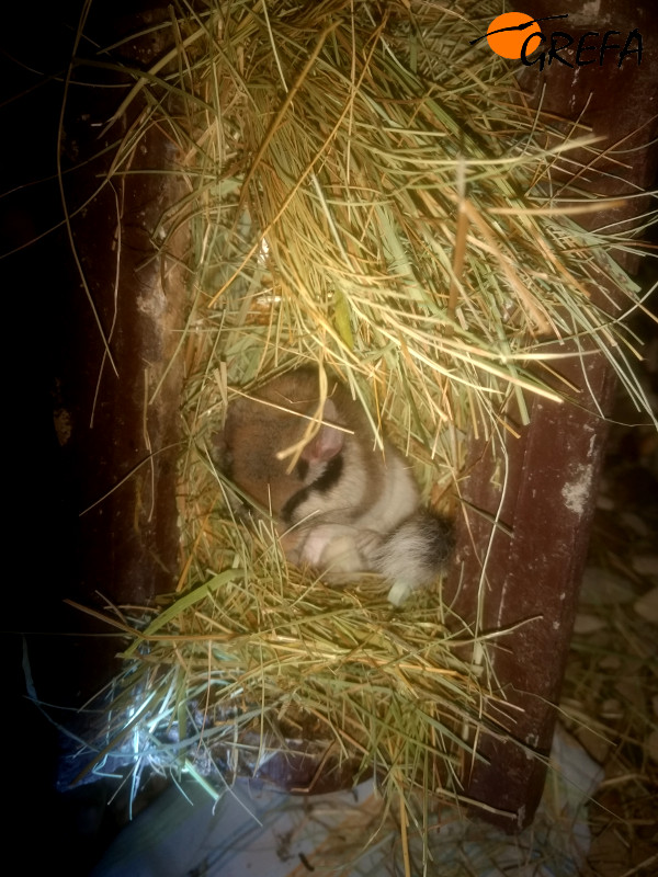 El lirón careto ya acomodado en una caja nido, con su buena capa de heno.