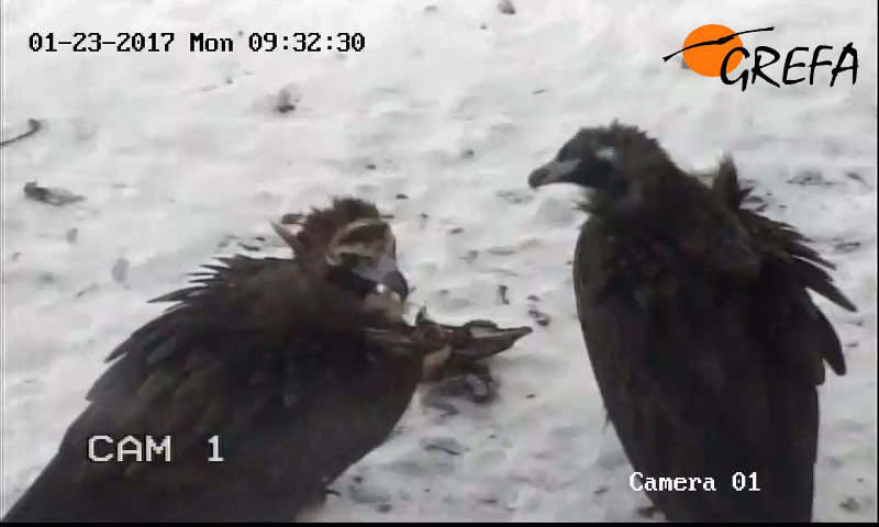 Captura de vídeo de la pareja de buitre negro fijada en la Sierra de la Demanda (hembra a la izquierda y macho a la derecha).
