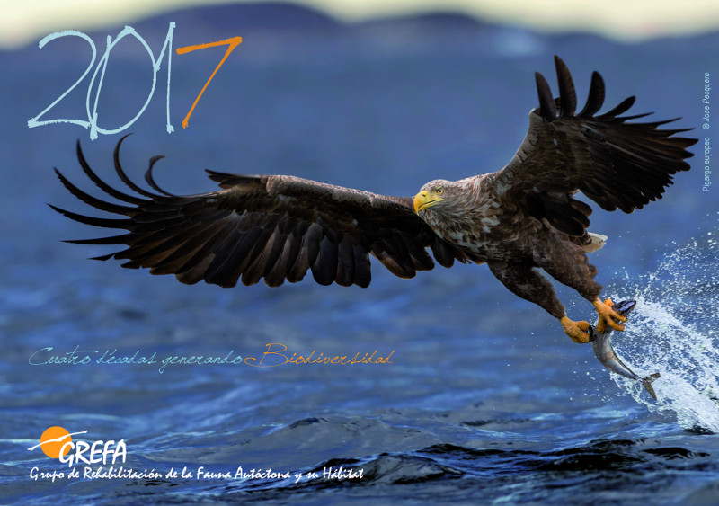 Portada del Calendario 2017 de GREFA, con una fotografía de pigargo europeo de Jose Pesquero.