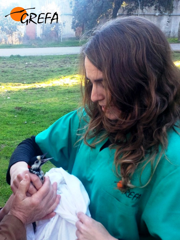 El pájaro carpintero pasa de las manos de una de nuestras veterinarias a las de la madrina