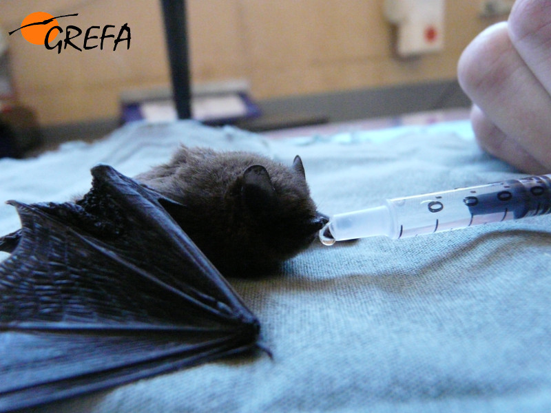 Un murciélago bebe durante su tratamiento en la enfermería de GREFA.