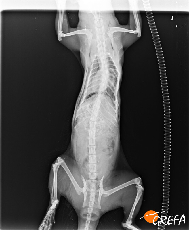 Radiografía de un meloncillo que ingresó en nuestro hospital de fauna.