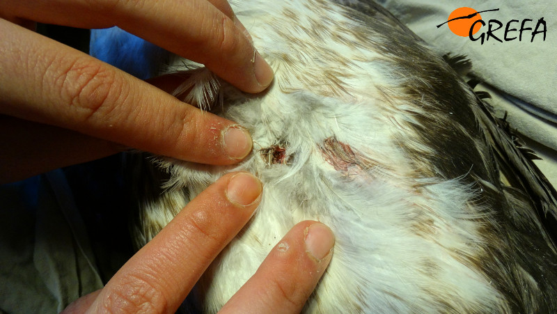 Detalle de la herida causada por un perdigón en el cormorán grande.