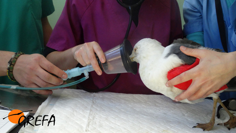 La gaviota sombría que ingresó en nuestro hospital de fauna se recupera de la anestesia tras la cirugía.