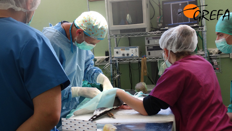 Veterinarios y voluntarios realizan la cirugía de la gaviota sombría.