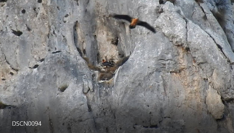 Captura de vídeo de una imagen histórica, un relevo de la pareja de quebrantahuesos que nidifica en Picos de Europa, cedida por la FCQ.