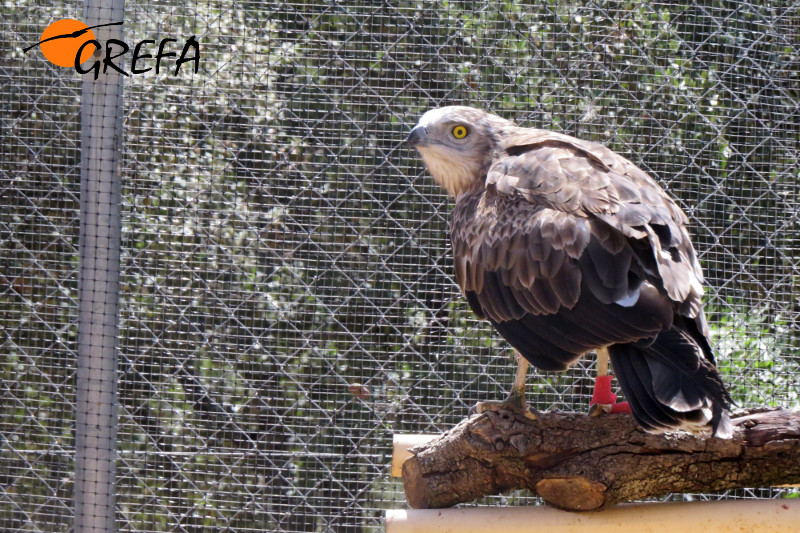 El águila culebrera "Ulises" en el hospital de fauna de GREFA.