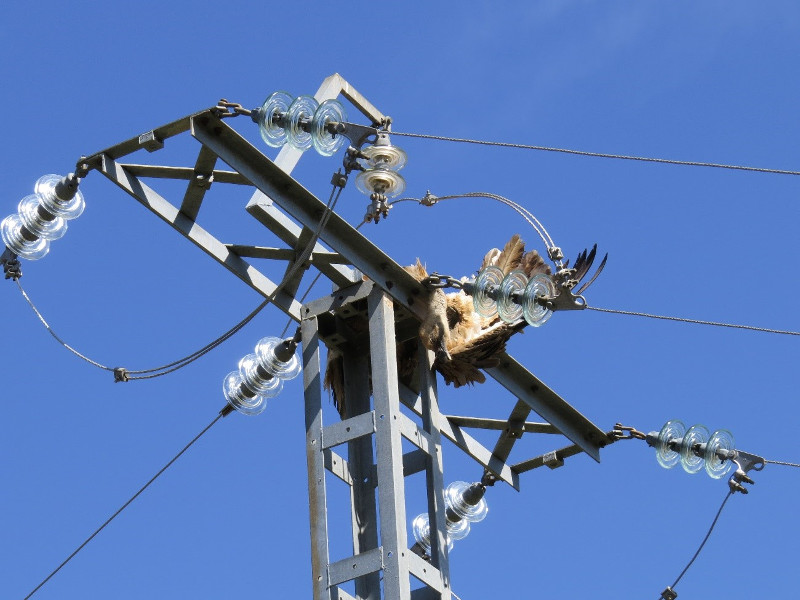 Un buitre leonado yace electrocutado en lo alto del apoyo de un tendido eléctrico.