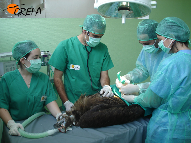 Intervención a un buitre negro en el quirófano del hospital de fauna de GREFA.