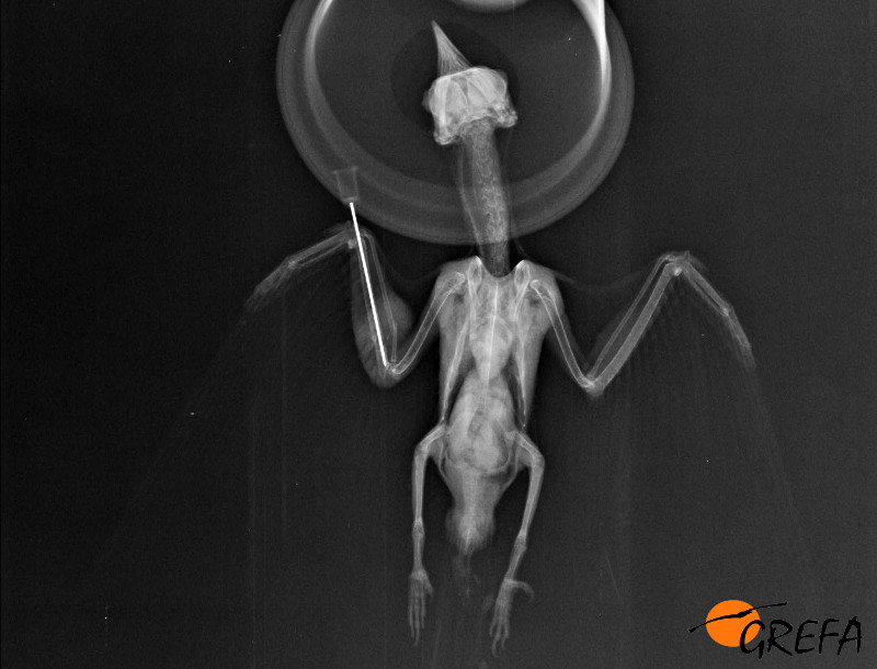 Radiografía de aguja intramedular en una fractura de cúbito y radio en ala derecha de un abejaruco.